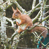 Red playing in the apple tree