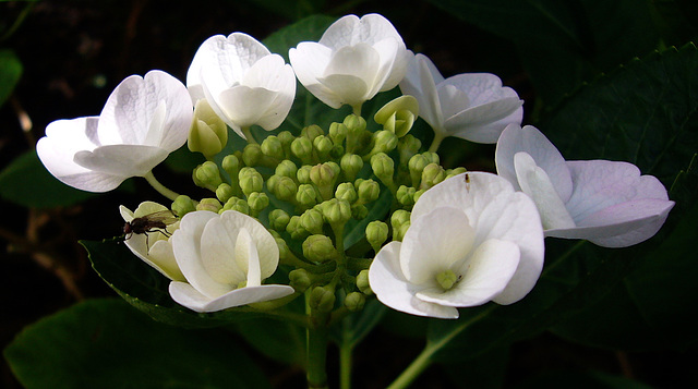 lace cap hydrangea