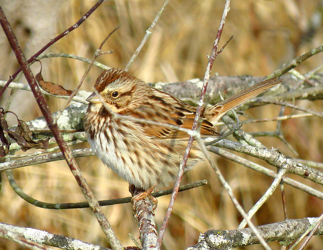 Female Song Sparrow
