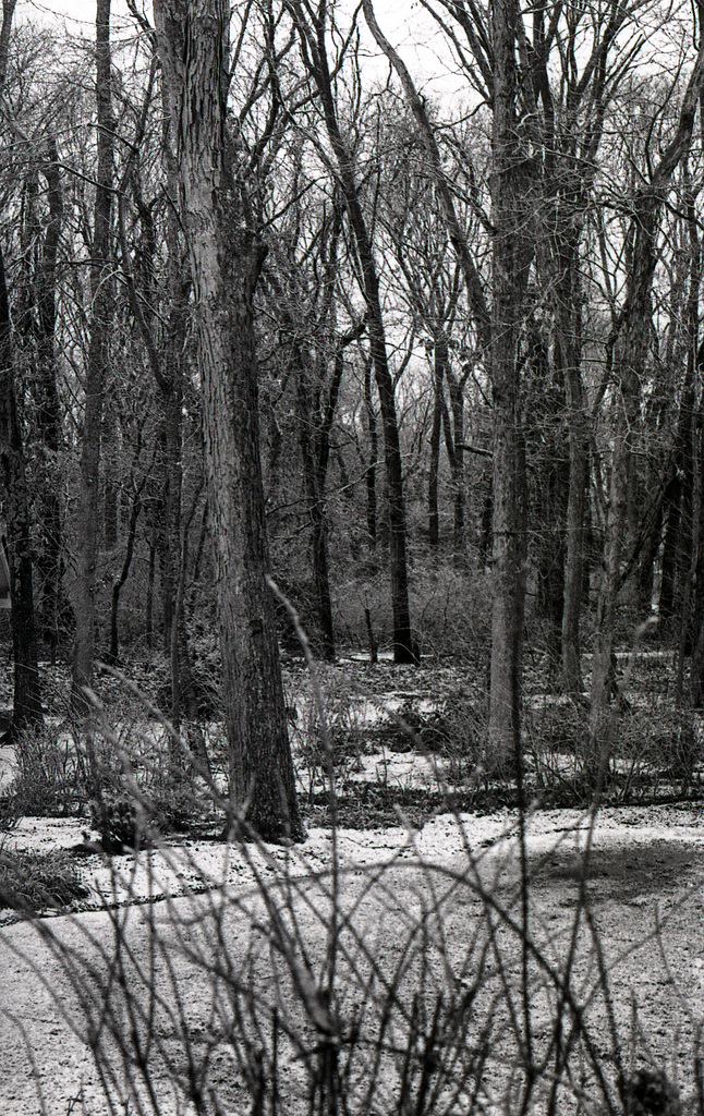 Woods