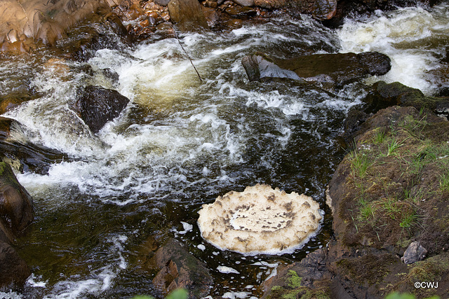 Circular eddy on the Dorback