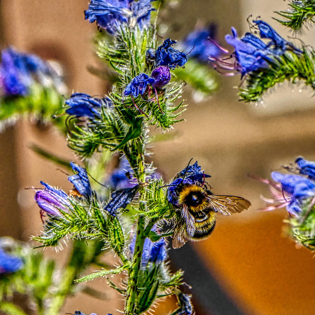 Hummel an Blüten