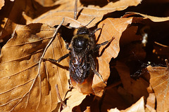 Grosse Hummel im Hainholz