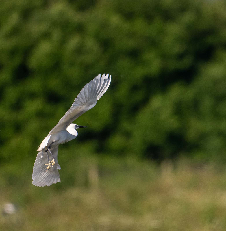 Little egret