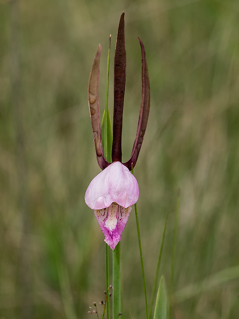 Cleistesiopsis divaricata (Large Rosebud orchid)