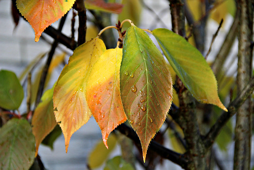 Regnerischer Novembertag