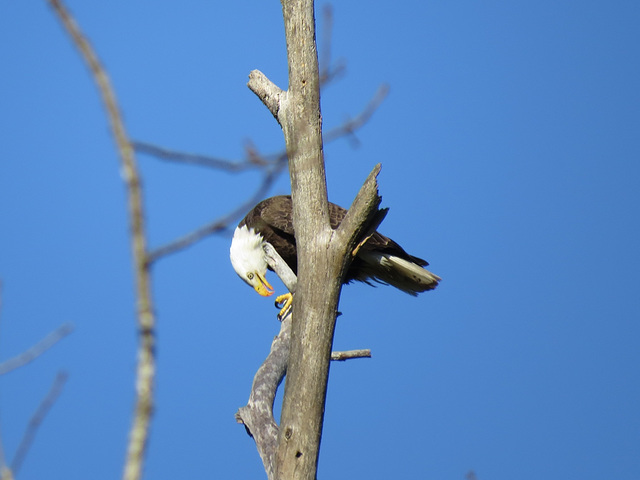 Bald eagle watching intruder