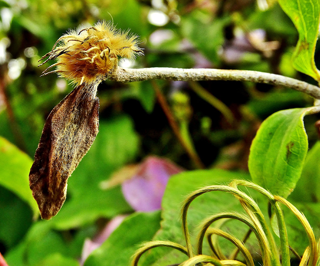 Clematis 3