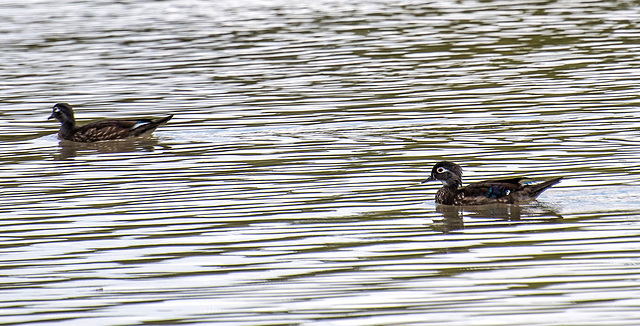 American ducks