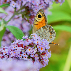 P1100947- L'Ariane (Lasiomata maera) - Jardin  06 août 2018