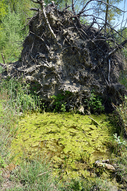 Entwurzelter Baum wird zum Teicherbauer