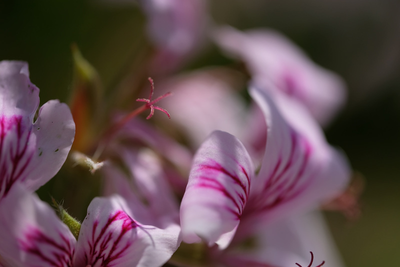 DSCF2207