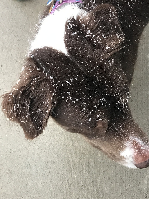 after a walk in the snow shower