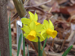 Little daffodils