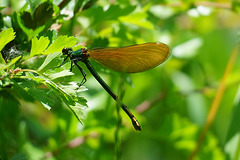 Prachtlibelle ♀ am Oderteich