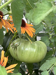 green tomato green tomato