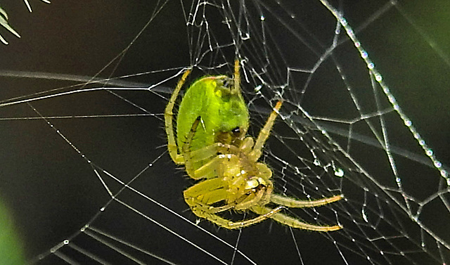 20230624 1203CPw [D~LIP] Kürbisspinne (Araniella cucurbitina), Bad Salzuflen