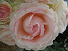 le temps d'une rose