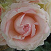 le temps d'une rose