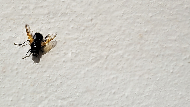 Die Fliege und ihr Schatten