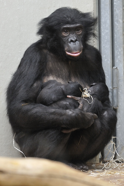 Eja & Bonobo Babies