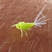 DSCN6003a