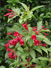 Weigela florida (Danish: Klokkebusk)