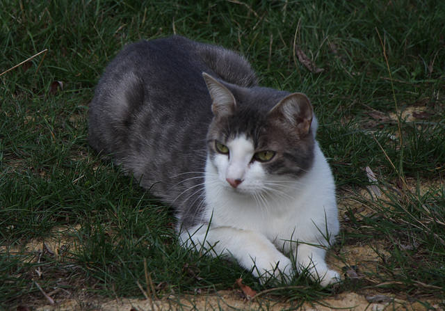 le Chat à mon fils