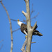Bald eagle watching intruder