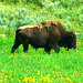 American bison (Bison bison) - Yellowstone National Park