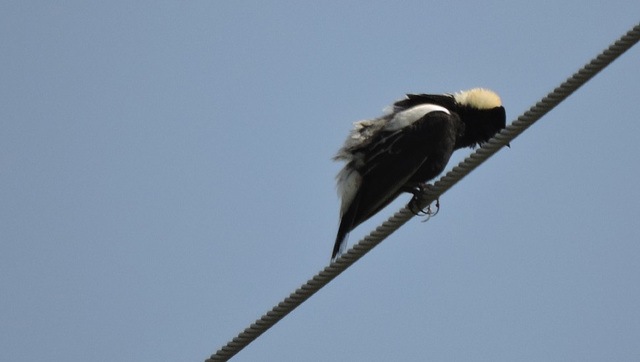 Bobolink