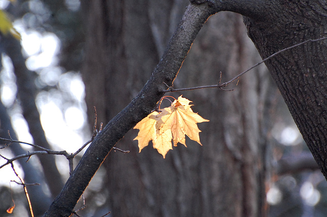 Fall Leaves