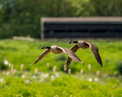 Flying geese