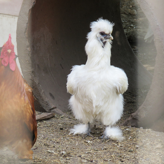 Is this a Silkie?