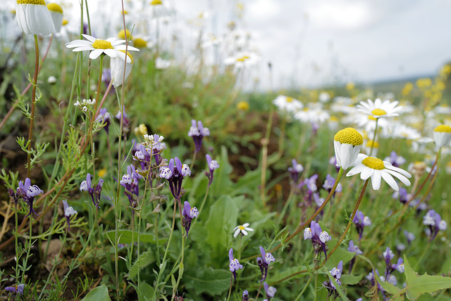 Linaria amethystea, Chamaemelum fuscatum