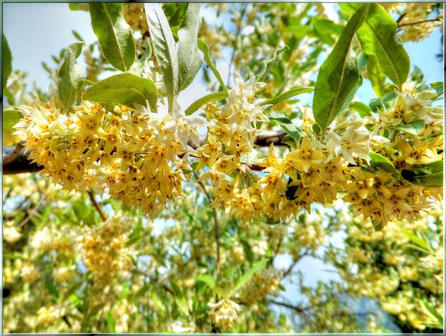 Korallen-Ölweide (Elaeagnus umbellata) ©UdoSm