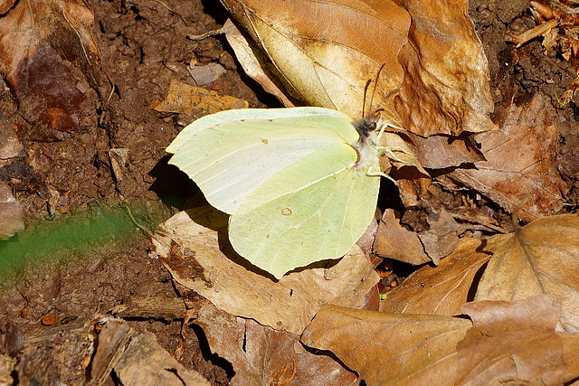 Genopteryx rhamni am Mühlenberg