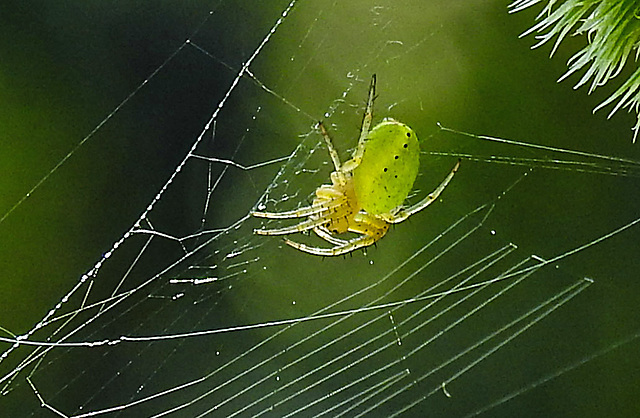 20230624 1208CPw [D~LIP] Kürbisspinne (Araniella cucurbitina), Bad Salzuflen