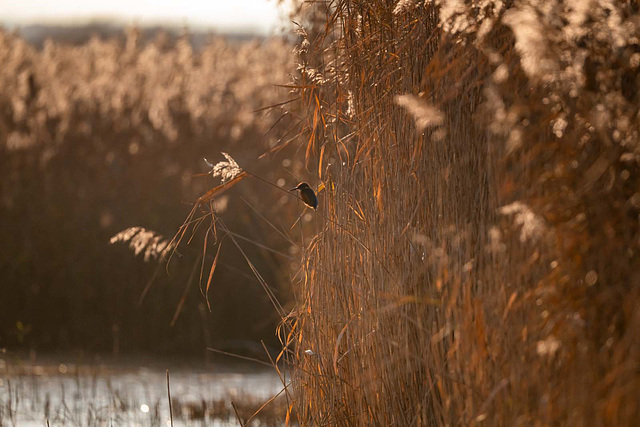 Kingfisher