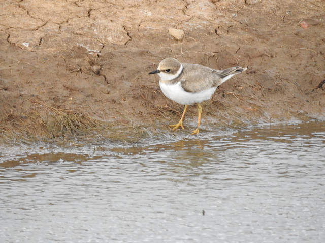 RingedPlover