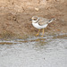 RingedPlover