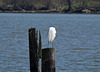 Great Egret on a Piling