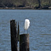 Great Egret on a Piling