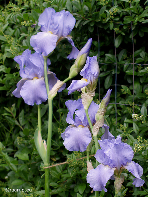 Iris germanica