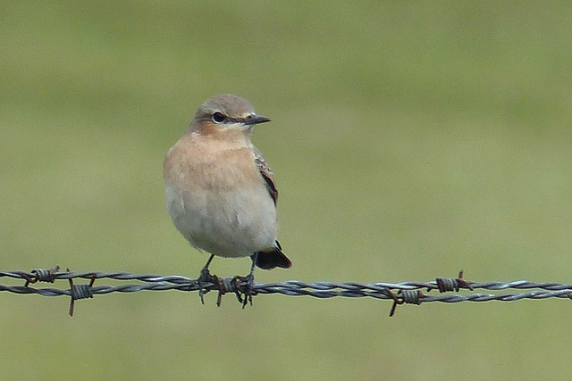 Bird on a Wire - 9 August 2016