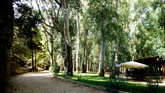 des eucalyptus en Sardaigne