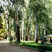 des eucalyptus en Sardaigne