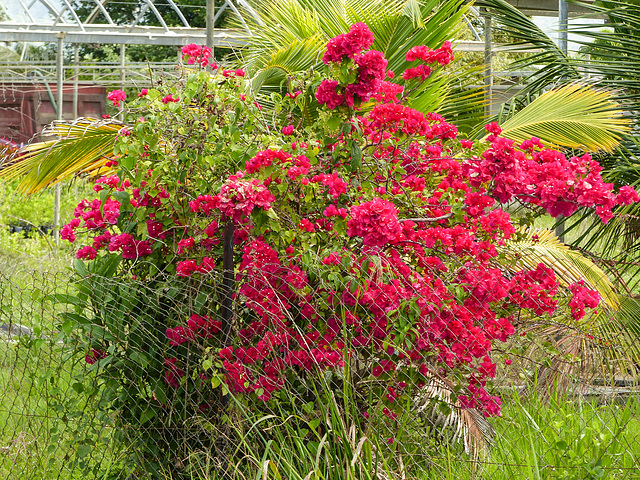 Bougainvillea, on way to Manzanilla Beach