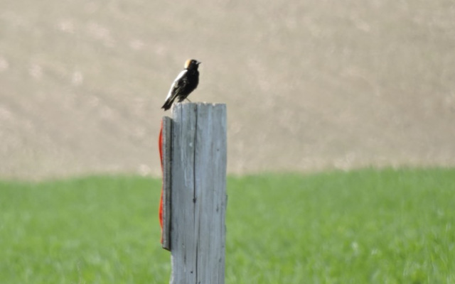 Bobolink