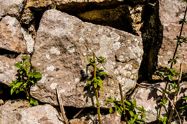 A Wall in Avebury